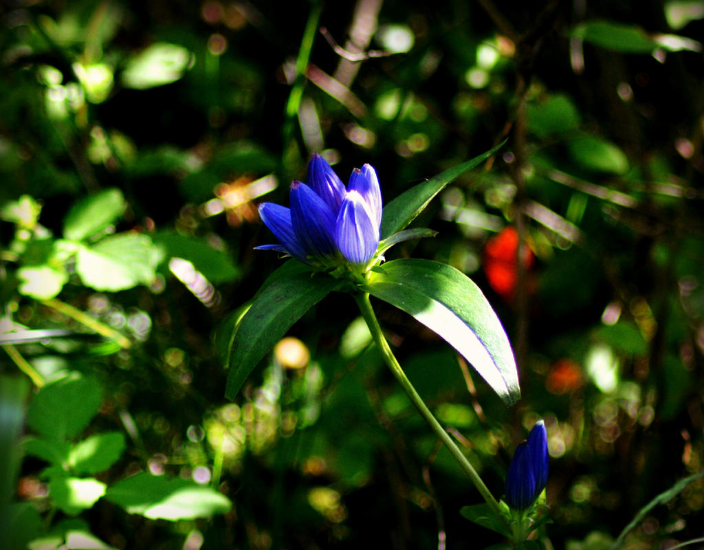 Blue (Bottle) Gentian