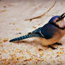 Blue Jay