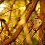 American Tree Sparrow