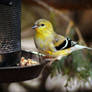 Goldfinch