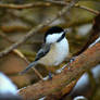 Black Capped Chickadee