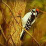 Downy Woodpecker male