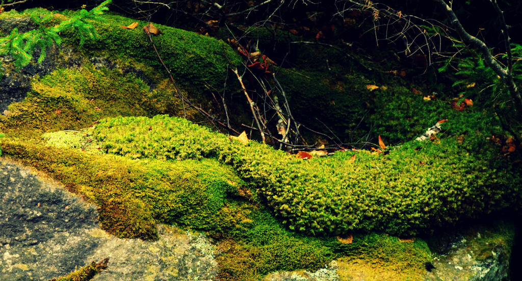 Mossy Magnificence