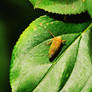 Yellow leaf hopper