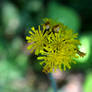 Hawkweed