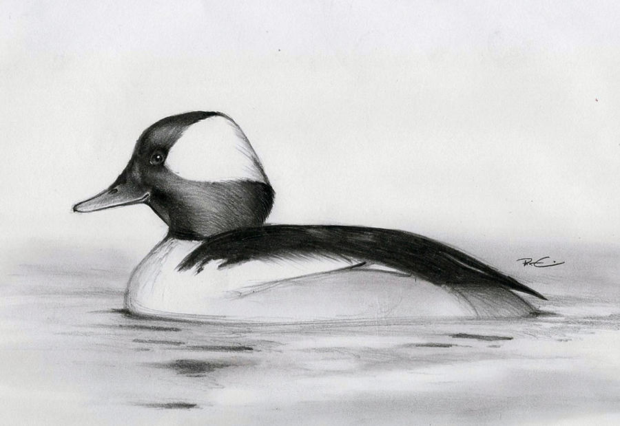 Bufflehead