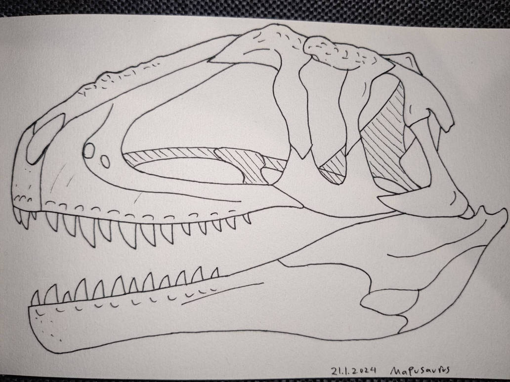 Mapusaurus roseae skull practise by Spinosaur935 on DeviantArt