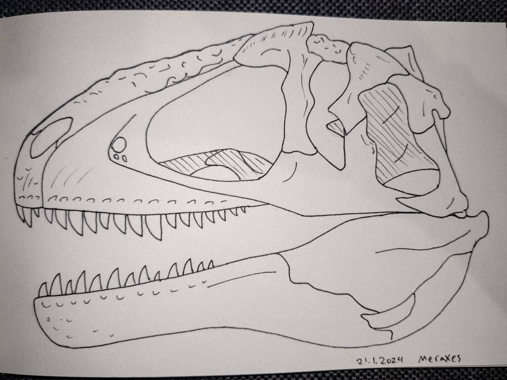 Meraxes gigas skull practise by Spinosaur935 on DeviantArt