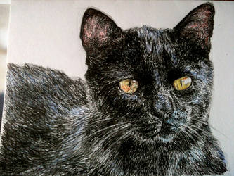 Black cat