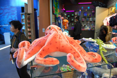 My dream Octopus..