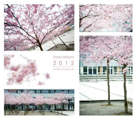 Cherry blossom 2012