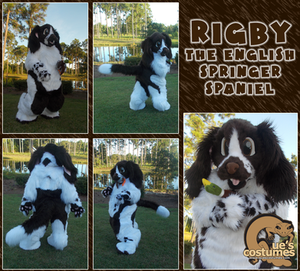 Rigby the English Springer Spaniel by Que-Sera-Sera