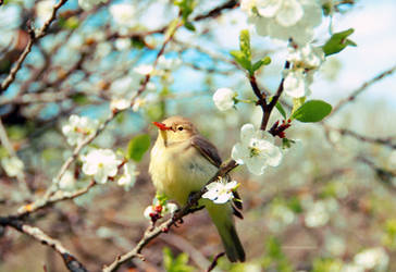 Day dreaming birdy