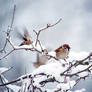 Tree Sparrow take off