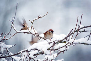 Tree Sparrow take off