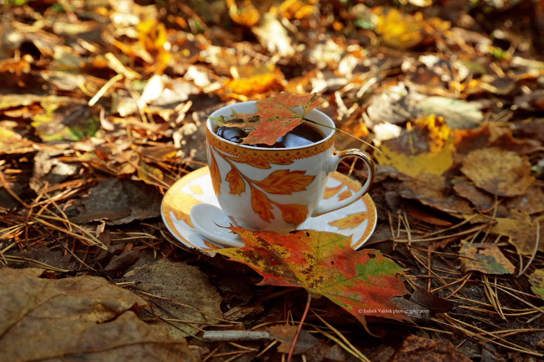 Осень горячий кофе. Осеннее чаепитие. Осенний кофе. Осень кофе. Чашка с осенними листьями.