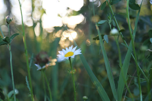 Reaching to the sky