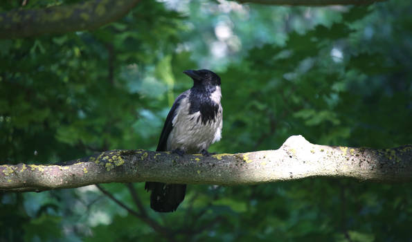 Hooded crow