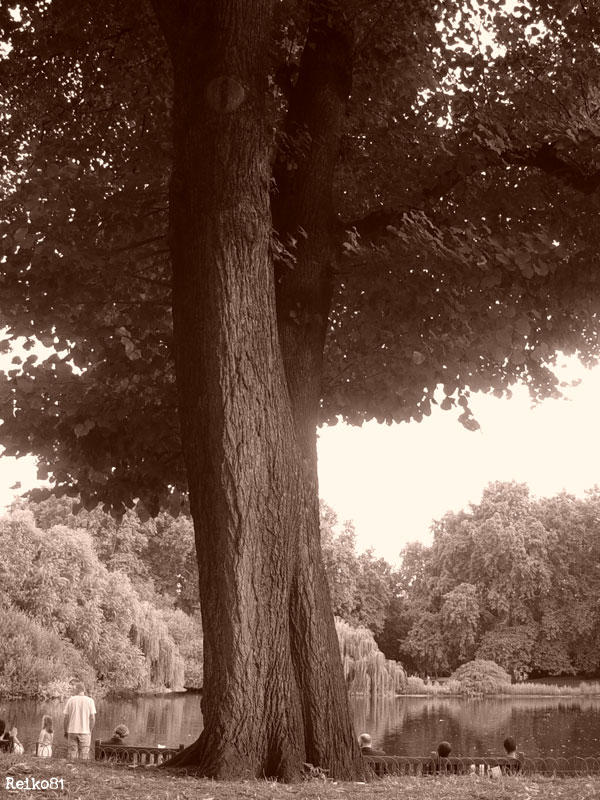 Sepia tree by Yucchi on DeviantArt