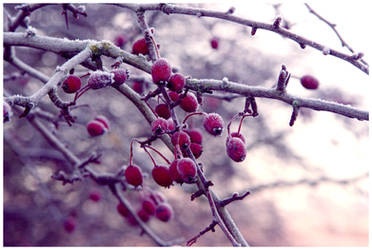 Winter Berries