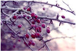 Winter Berries by diamondsTwinkle18