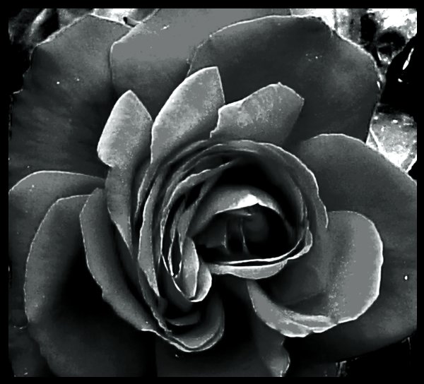 Rose in black and white