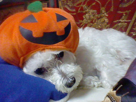 xbox dog punkin xD