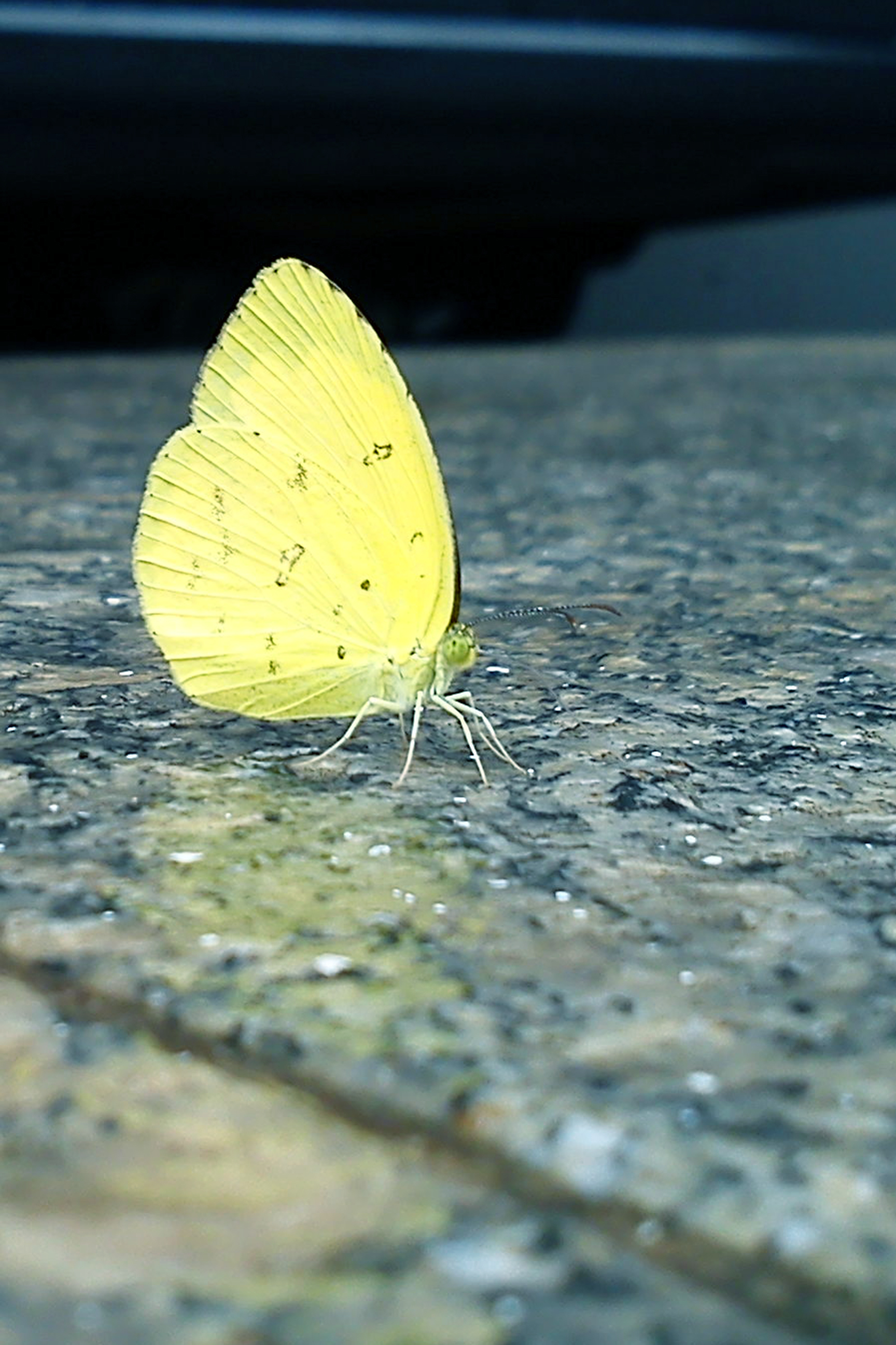 Yellow butterfly