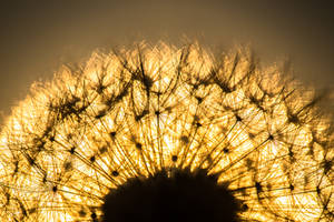 Dandelion Sunrise