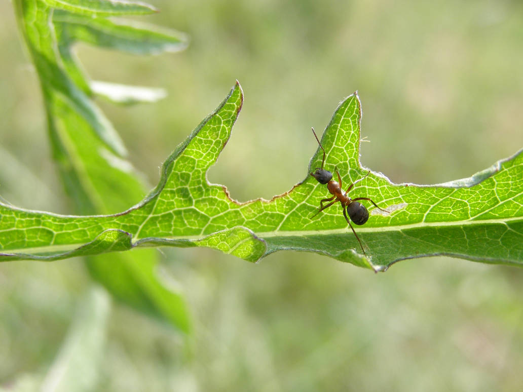 Ant Wandering wandering ant. by DaeQuietus on DeviantArt