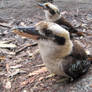 Kookaburras