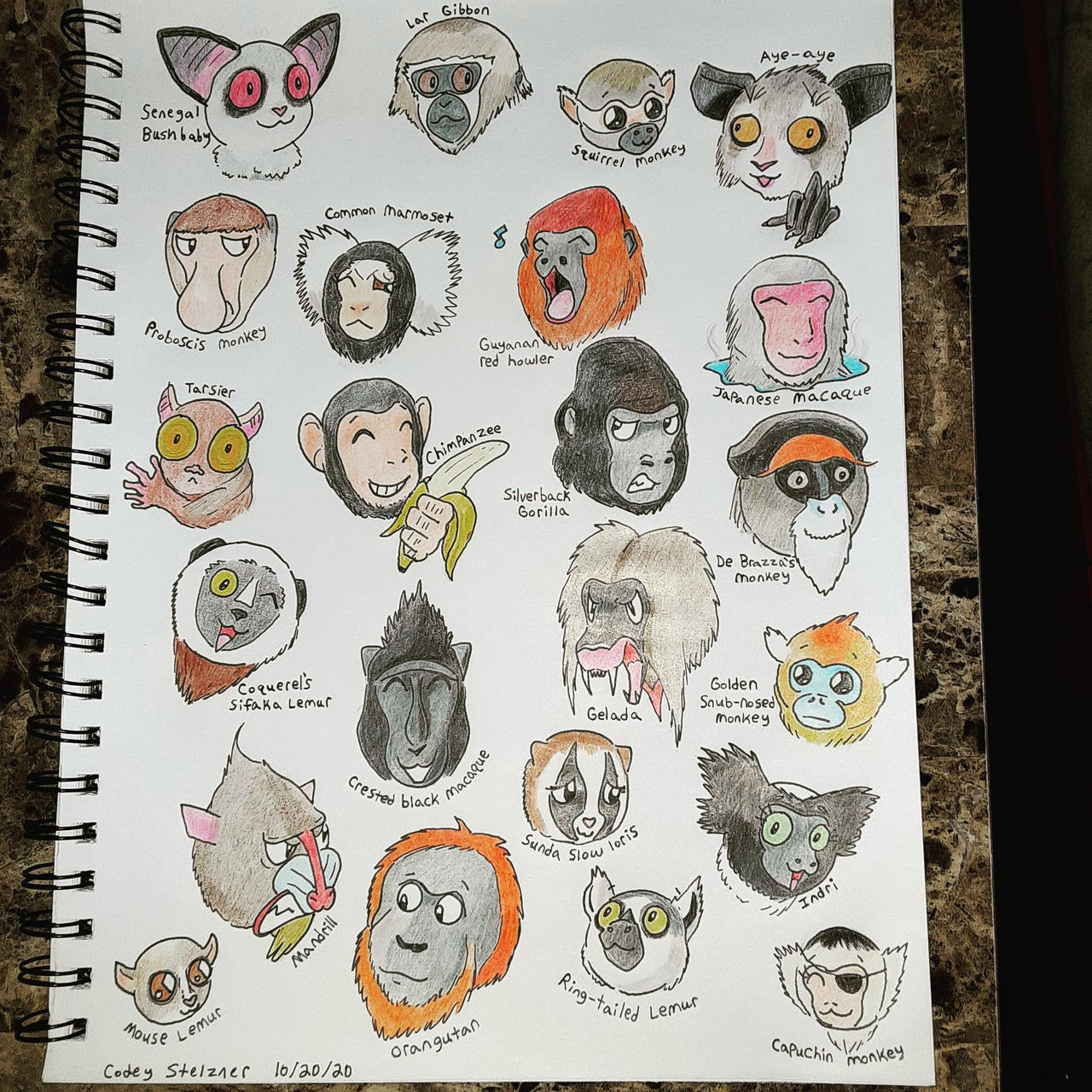 Primates Sketchbook Drawing by CodeyTheTitan on DeviantArt