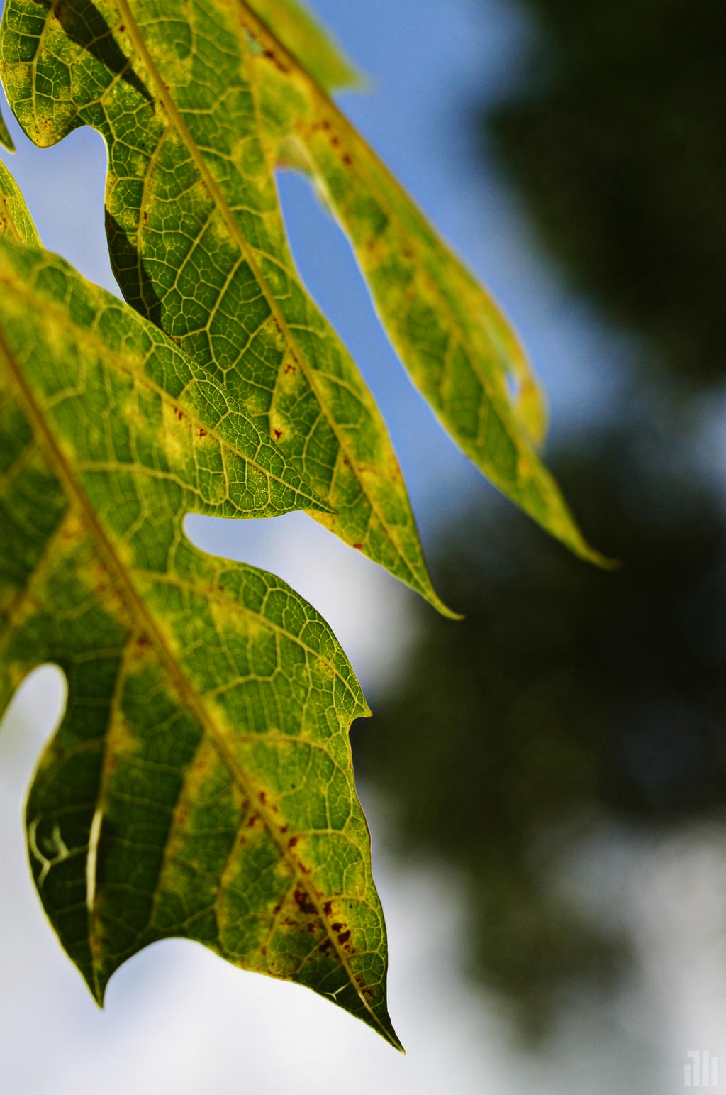 papaya leaves