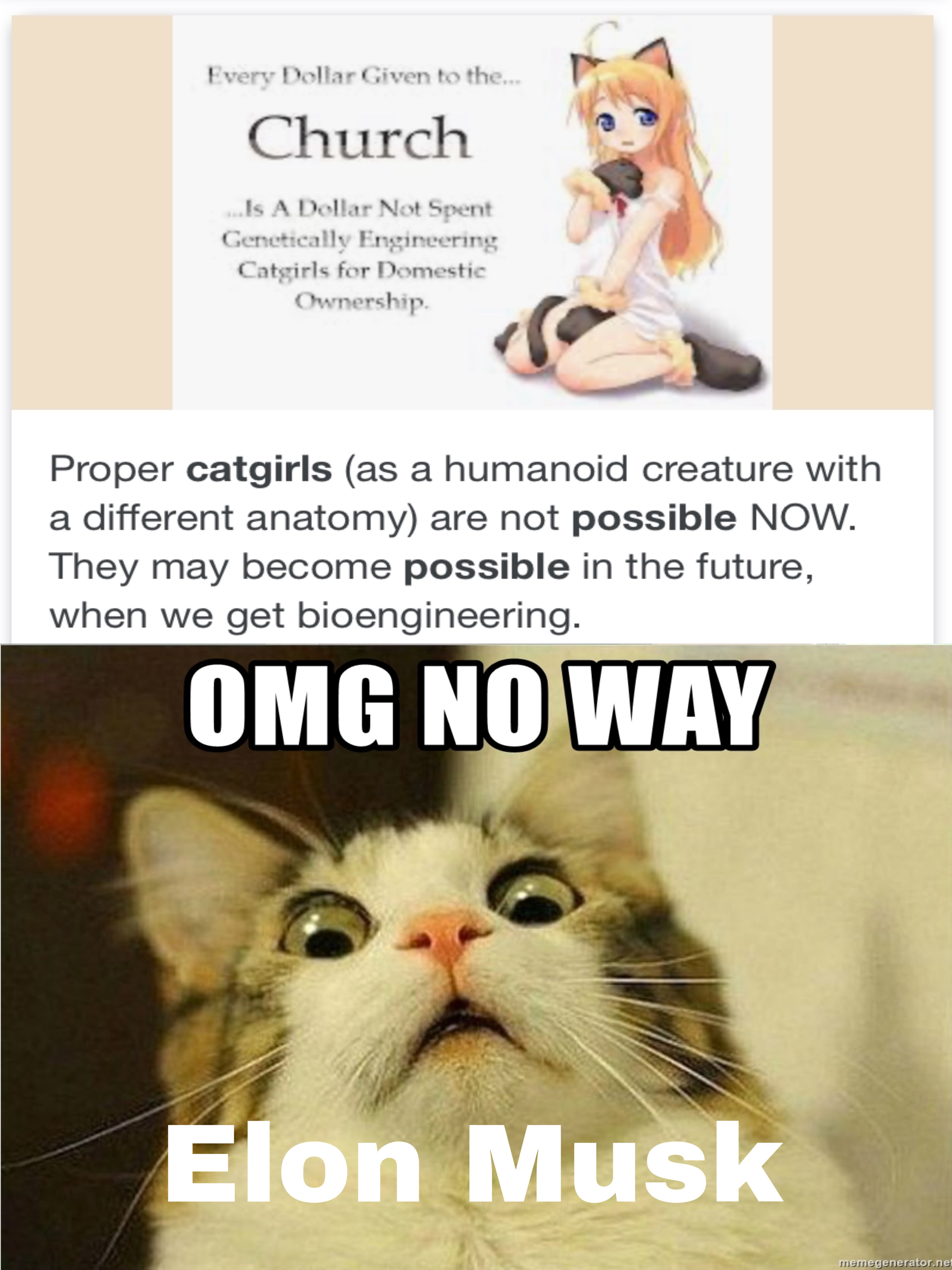 Genetically engineered catgirls : r/memes
