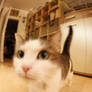 Fisheye Try 2 - cat