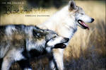 SWH by FPManips