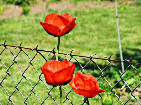 red flowers