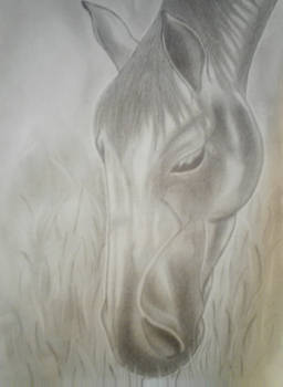 Horse drawing