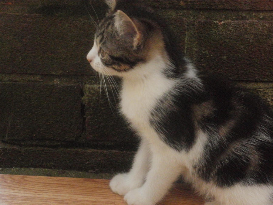 Tabby in the Garden (3)