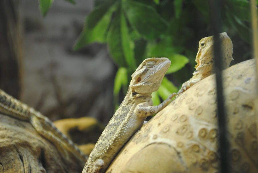 Bearded Dragon 4