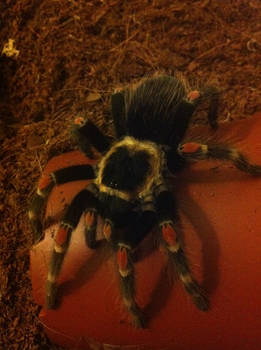 Mexican Flame Knee Tarantula (14)