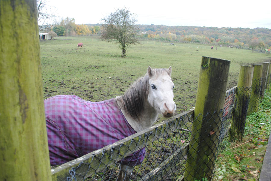 Grey Pony With Blue Eyes (7)