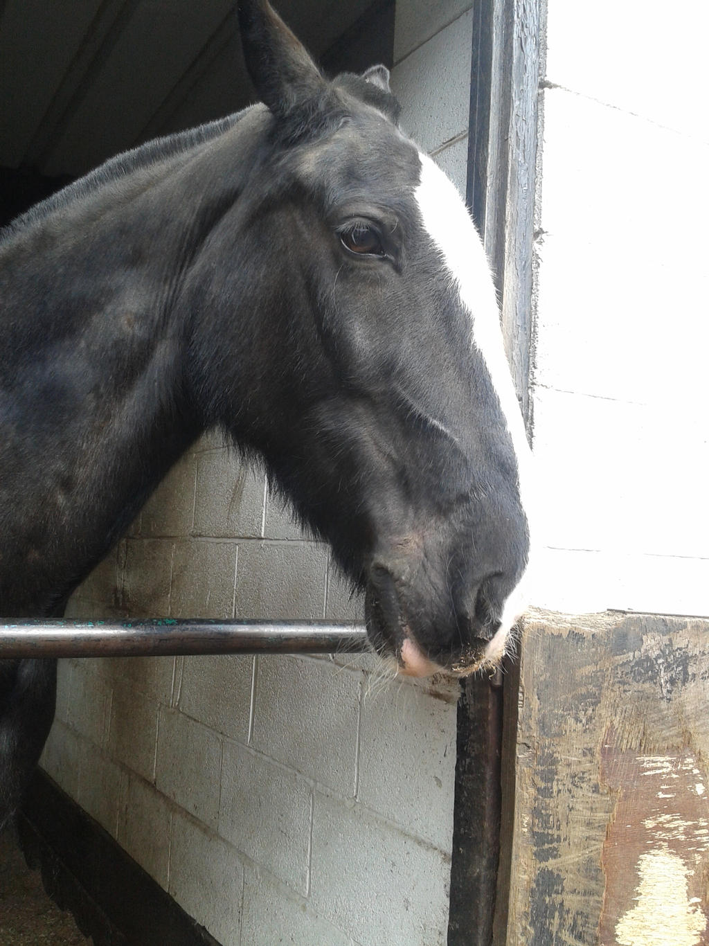 Horse Stock- Black mare