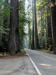 Avenue of the Giants