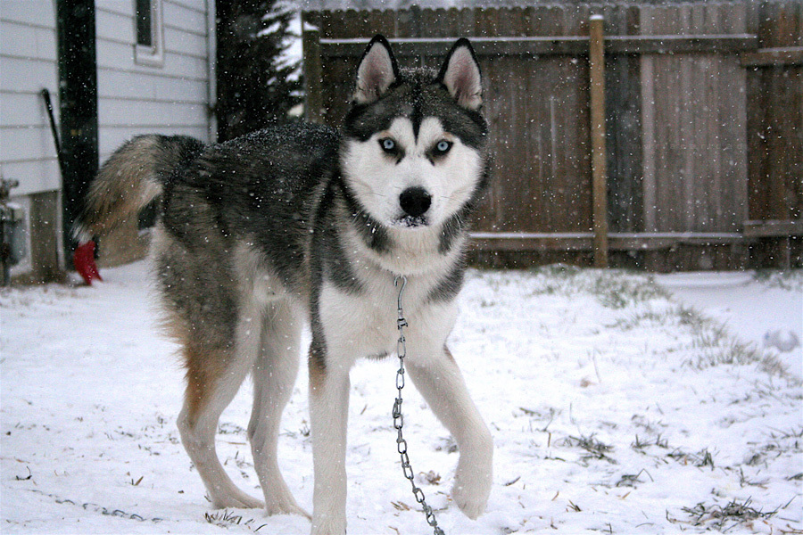 snow puppies