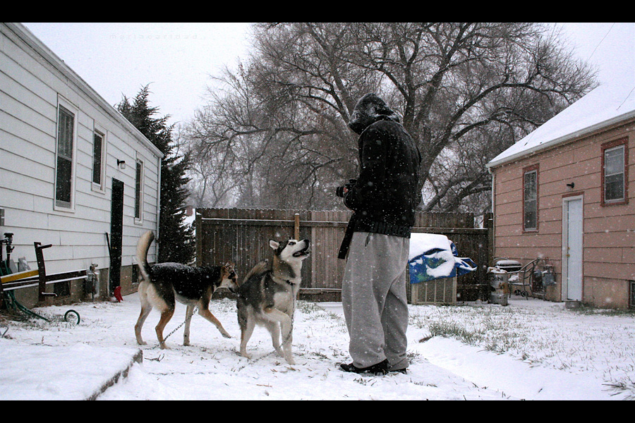 snow puppies II