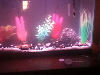 my 14 gallon fish tank