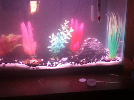 14 gallon fish tank