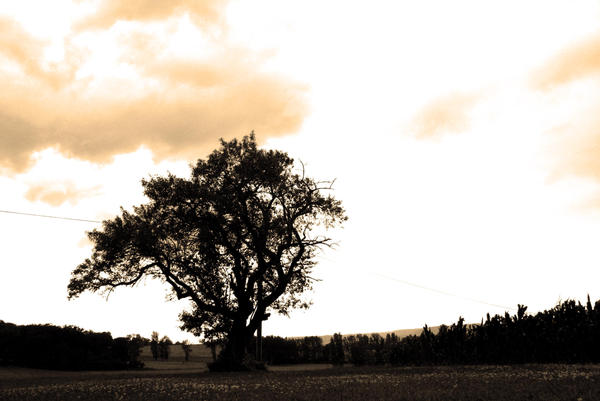 France Tree france . tree by cherise123 on DeviantArt