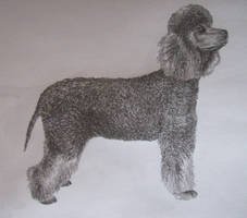 Irish Water Spaniel